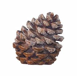 7" Pinecone