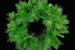 24" Mixed Pine Wreath