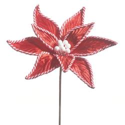 Red/White Poinsettia  Stem